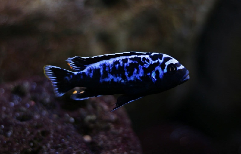 Maylandia sp. 'msobo' Magunga